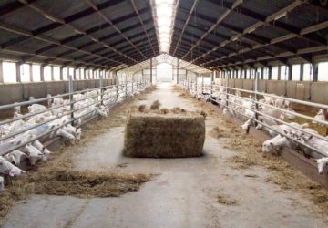 29 september: Melken voor Morgen Geitenhouderij