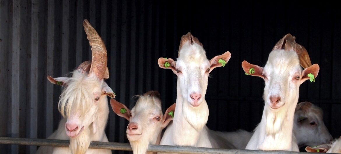 Gevolgen van gesekst sperma, onderwerp tijdens Melken voor Morgen Geitenhouderij