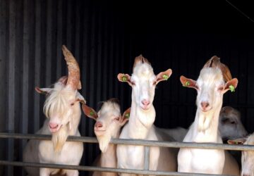 Gevolgen van gesekst sperma, onderwerp tijdens Melken voor Morgen Geitenhouderij