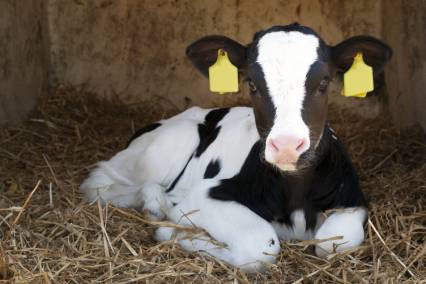 Melken voor Morgen 2022: Gezonde kalveren, gezonde koeien